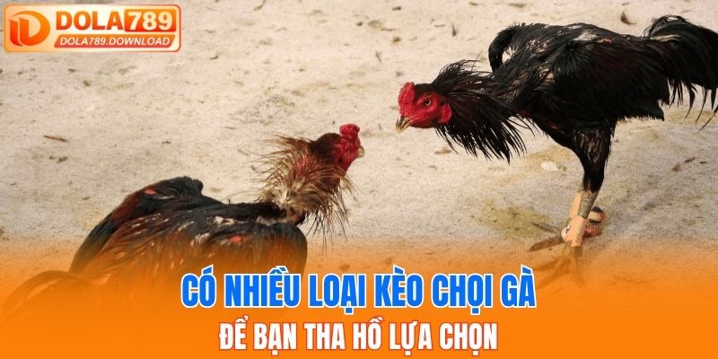 Có nhiều loại kèo chọi gà để bạn tha hồ lựa chọn
