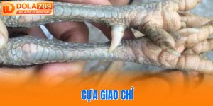 Cựa Giao Chỉ