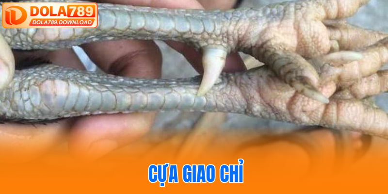 Cựa Giao Chỉ
