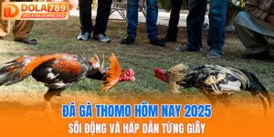 đá gà Thomo hôm nay