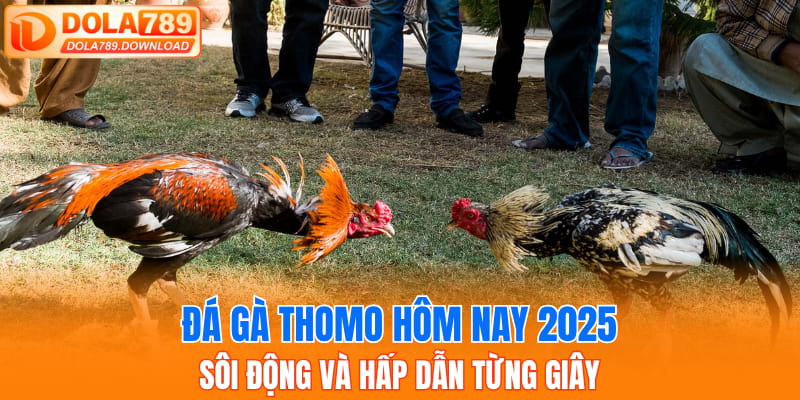 đá gà Thomo hôm nay