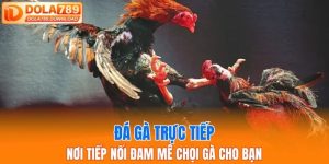 đá gà trực tiếp