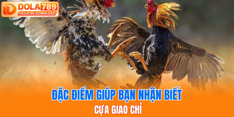 Đặc điểm giúp bạn nhận biết Cựa Giao Chỉ