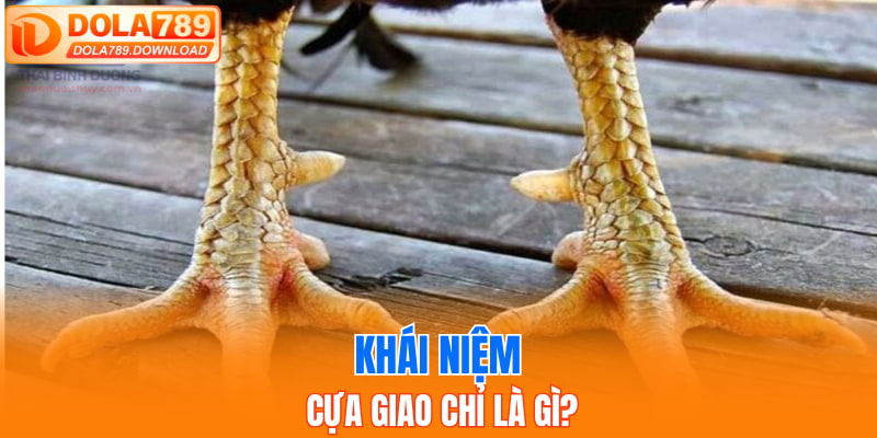 Khái niệm Cựa Giao Chỉ là gì?