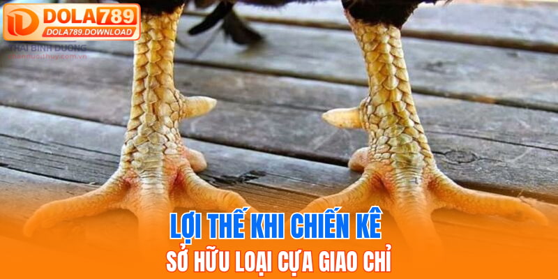 Lợi thế khi chiến kê sở hữu loại Cựa Giao Chỉ