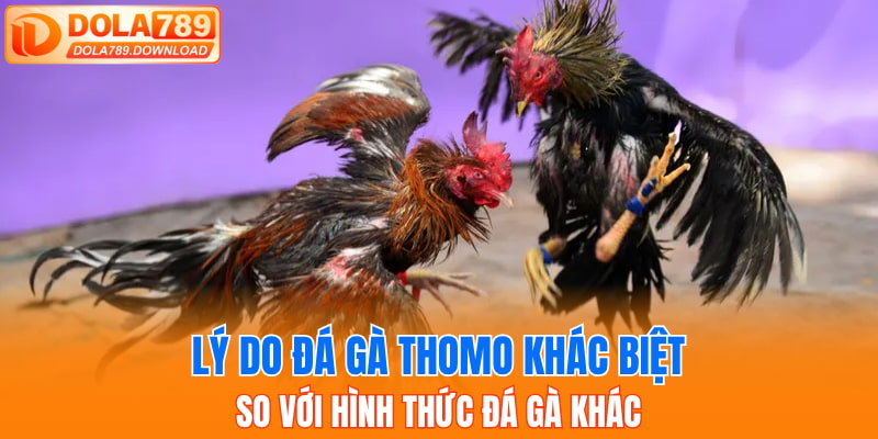 Lý do đá gà Thomo khác biệt so với hình thức đá gà khác