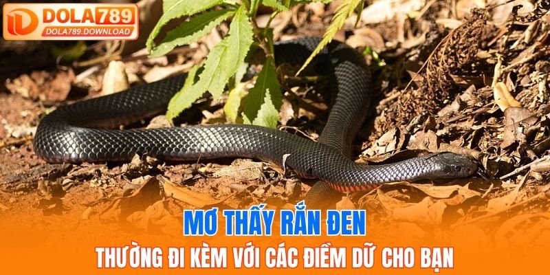Mơ thấy rắn đen thường đi kèm với các điềm dữ cho bạn