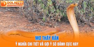Mơ thấy rắn