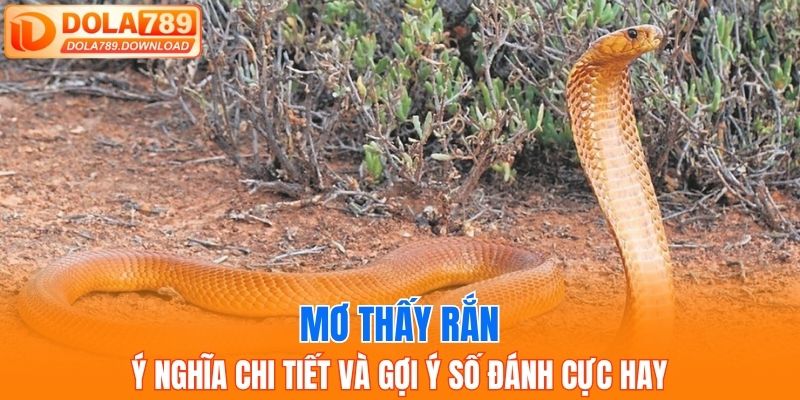 Mơ thấy rắn