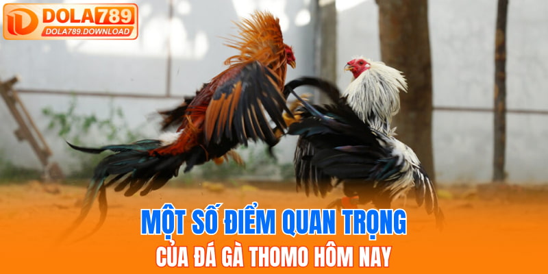 Một số điểm quan trọng của đá gà Thomo hôm nay