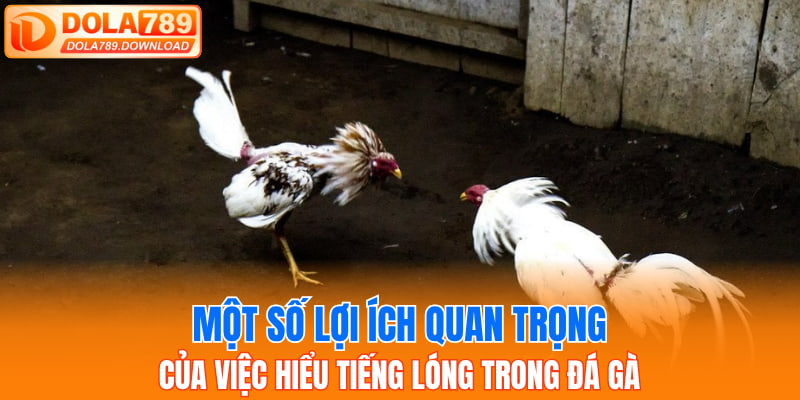 Một số lợi ích quan trọng của việc hiểu tiếng lóng trong đá gà