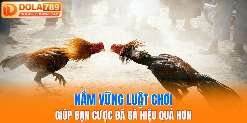 Nắm vững luật chơi giúp bạn cược đá gà hiệu quả hơn