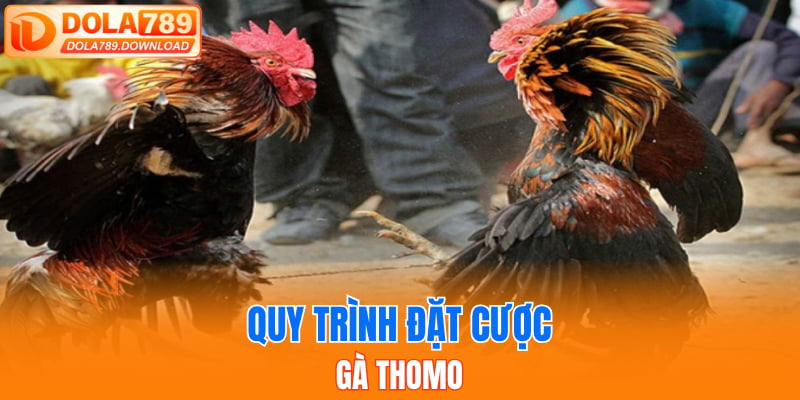 Quy trình đặt cược gà Thomo