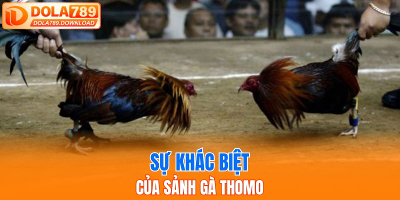 Sự khác biệt của sảnh gà Thomo