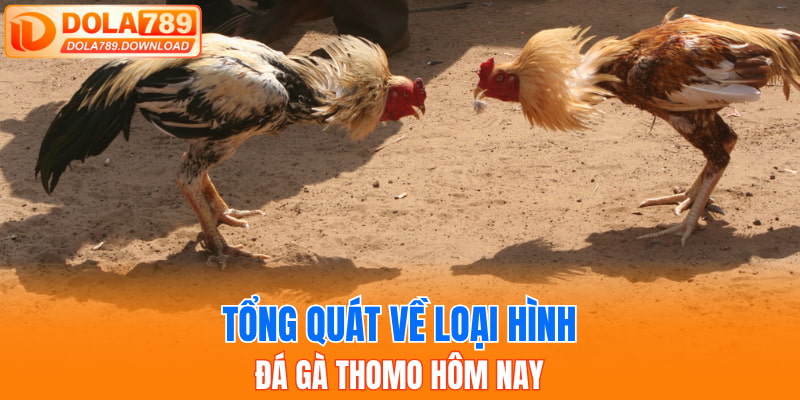 Tổng quát về loại hình đá gà Thomo hôm nay