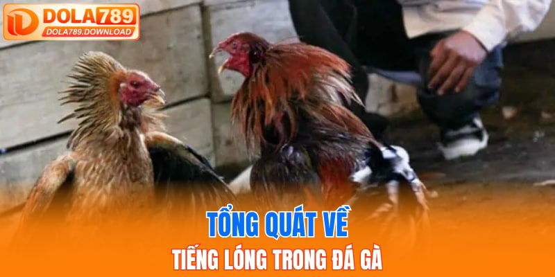 Tổng quát về tiếng lóng trong đá gà